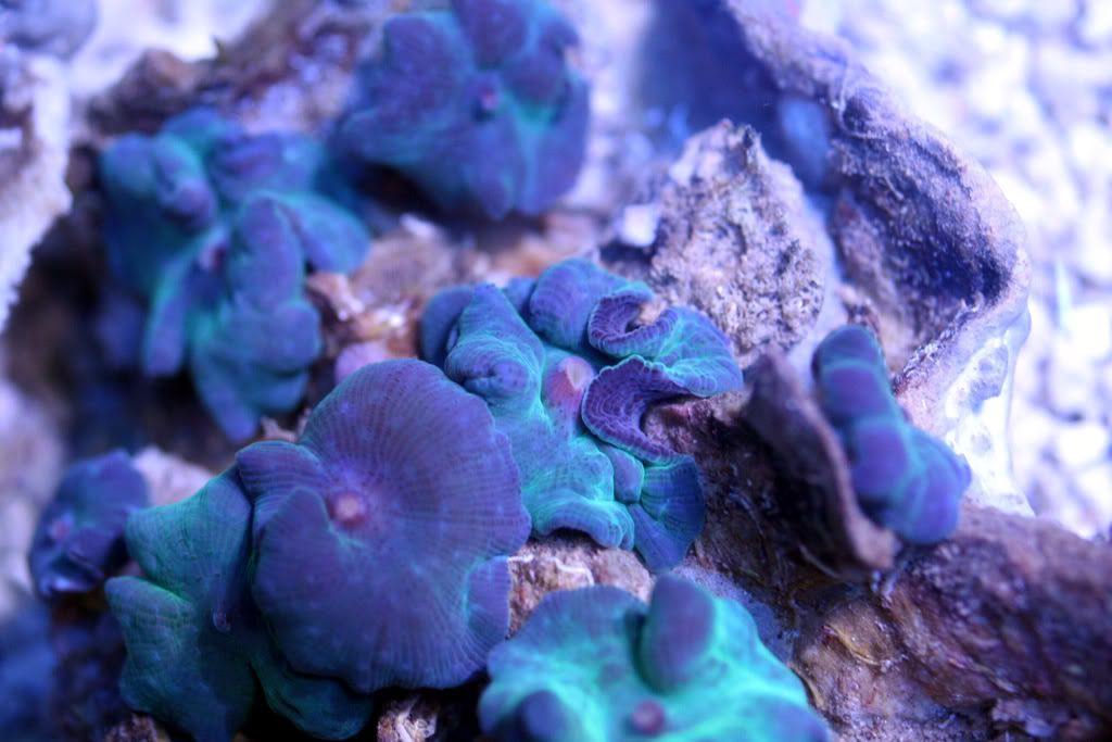 'CORAL SALE' this wknd